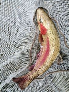 Rainbow Trout