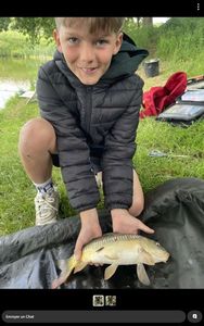 Common Carp