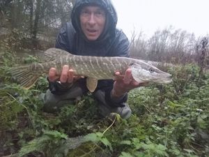 Northern Pike