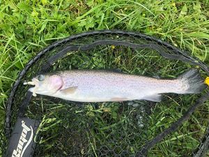 Rainbow Trout