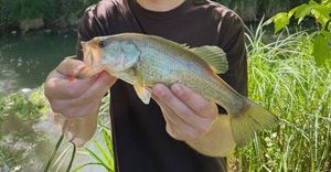 Largemouth Bass