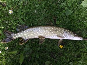 Northern Pike