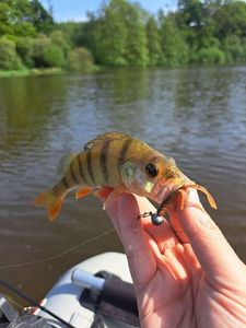 European Perch