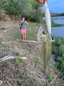 Largemouth Bass