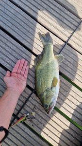 Largemouth Bass