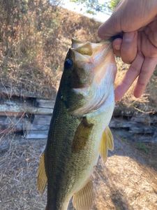 Largemouth Bass