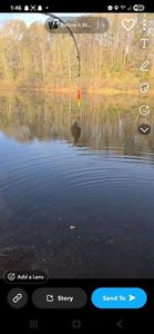 Smooth Flounder