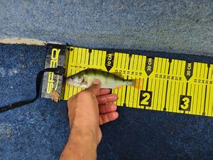 European Perch