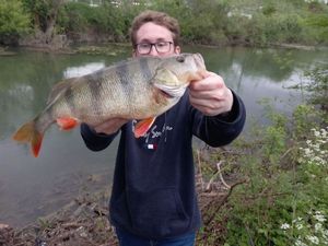 European Perch