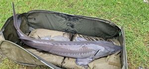 Sturgeon
