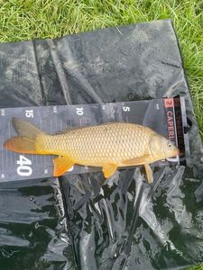 Common Carp