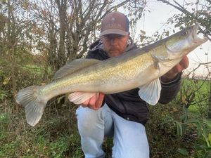 Zander