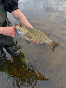 Smallmouth Bass
