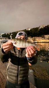 European Perch