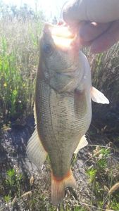 Smallmouth Bass