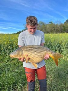 Common Carp