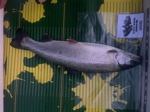 Rainbow Trout