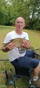 Common Bream