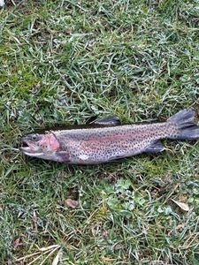 Rainbow Trout