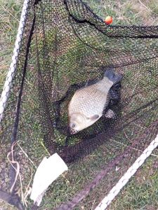 Crucian Carp