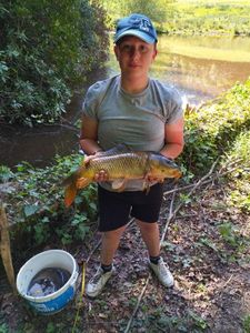 Common Carp