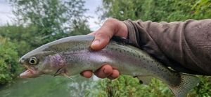 Rainbow Trout