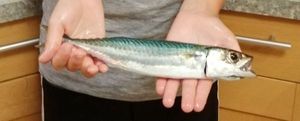 Mackerel