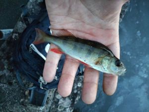 European Perch