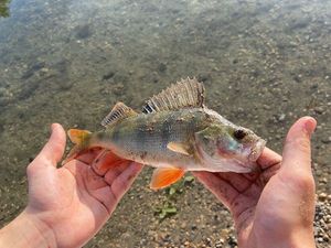 European Perch