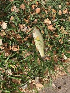 Largemouth Bass
