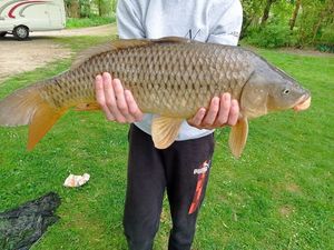 Common Carp