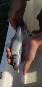 European Bass (Seabass)