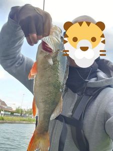 European Perch