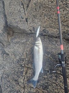 European Bass (Seabass)