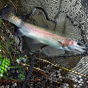 Rainbow Trout