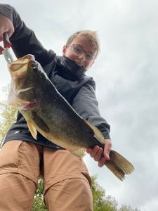 Largemouth Bass