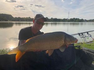 Common Carp