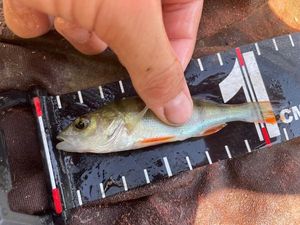 European Perch