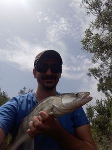 Zander