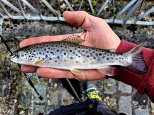 Brown Trout