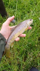 Brown Trout
