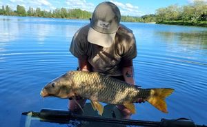 Common Carp