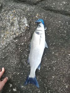 European Bass (Seabass)