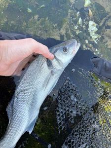 European Bass (Seabass)