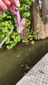 Giant Goby