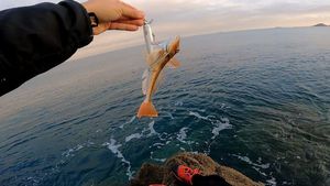 Red Gurnard