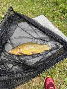 Tench