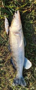 Zander