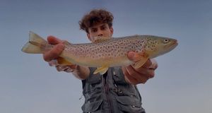 Brown Trout