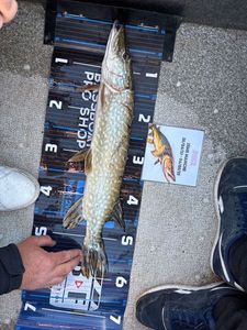 Northern Pike